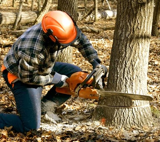 Tree Removal in West Columbia, TX